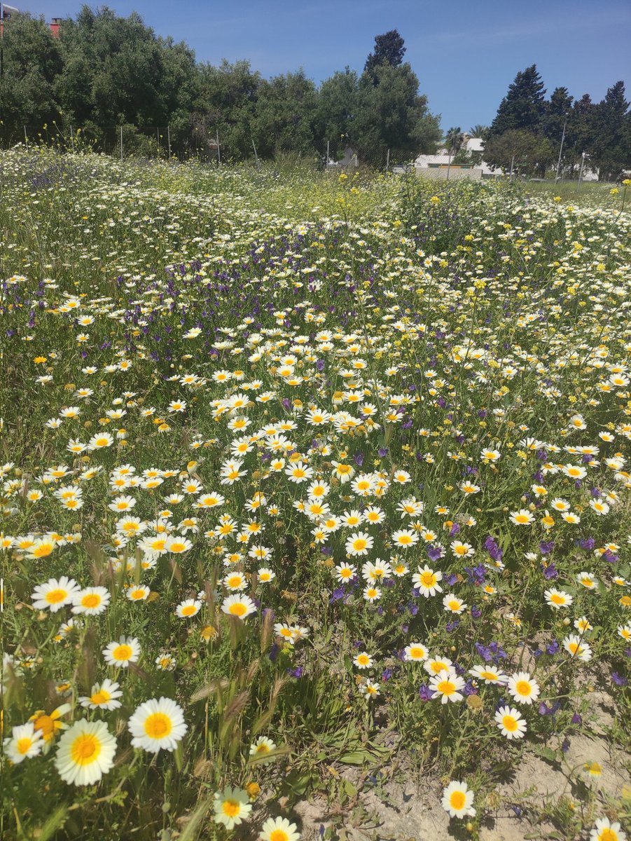 irenepr2's tweet photo. Primavera sur🌼🌿🌱 https://t.co/wngO9cD7Jv