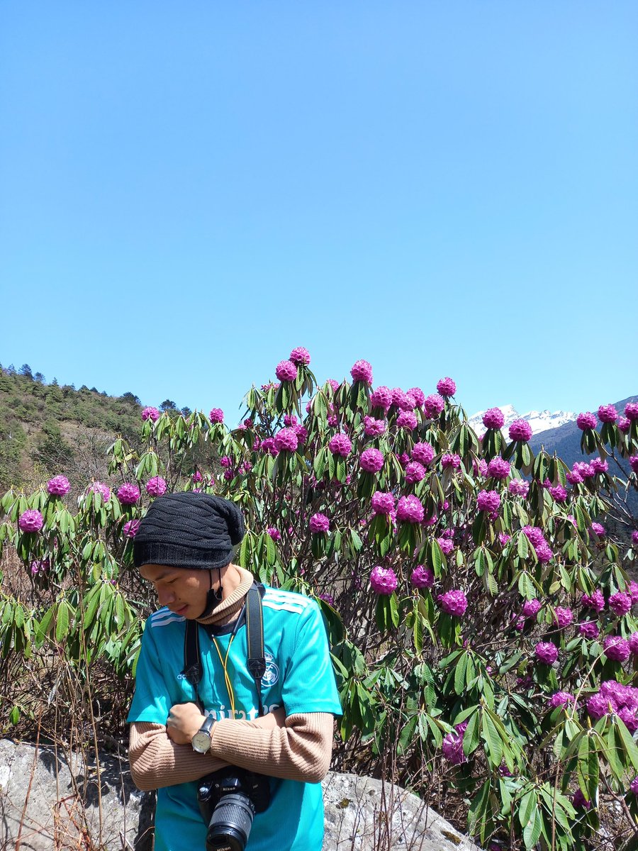 Manshen_k's tweet photo. Rhododendron (pink flower) is a lovely flowering shrub for shady & wooded gardens. It is either evergreen or deciduous. 📍 Sikkim #Horticulture #GoN #Studyfield https://t.co/evPM2qobU7