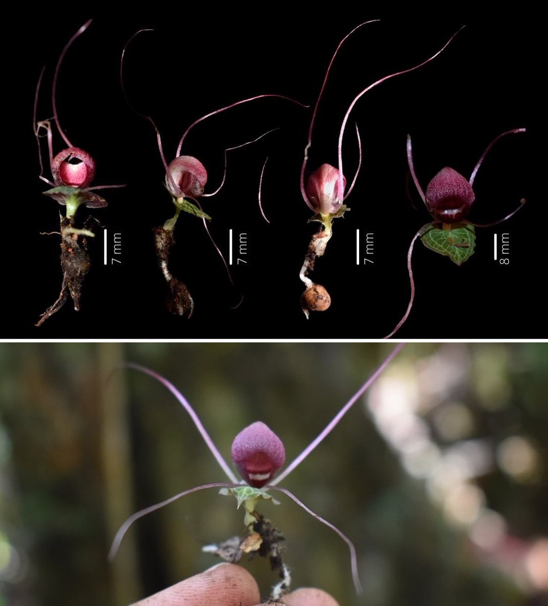 🟢A #NewSpecies of a rare helmet #orchid was discovered in Samar Island #Philippines! It was named Corybas kaiganganianus. It is endemic to distinctive karst-adapted forests that form over limestone formations.
Check here: biotaxa.org/Phytotaxa/arti…