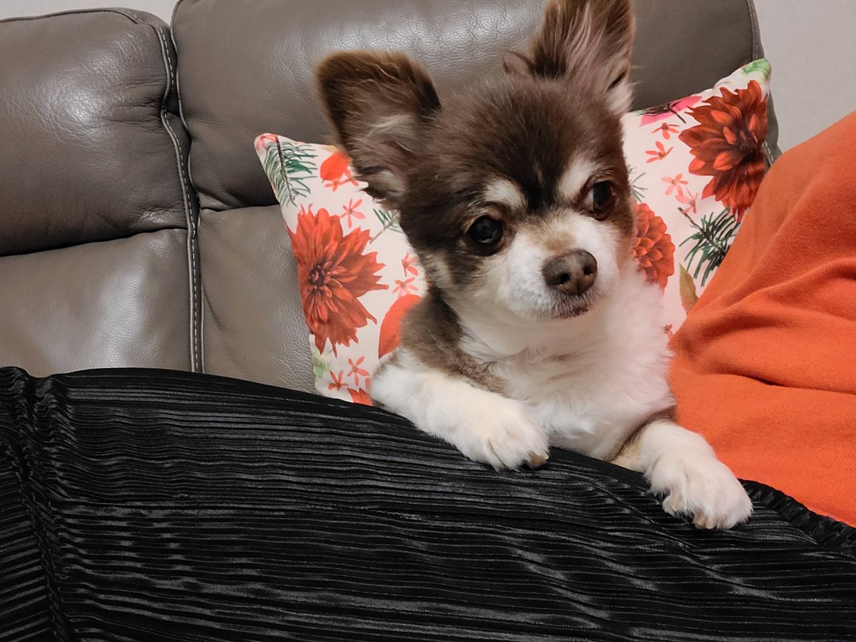 膝の上の犬 夢名のイラスト