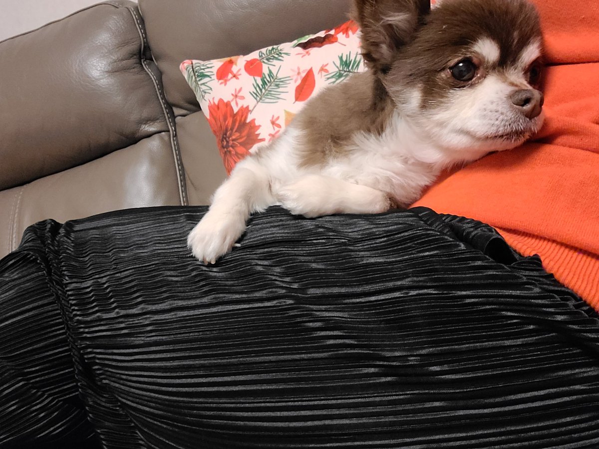 膝の上の犬 夢名のイラスト