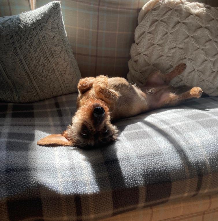 Paws up for a sunny Bank holiday Monday 🐾 ☀️