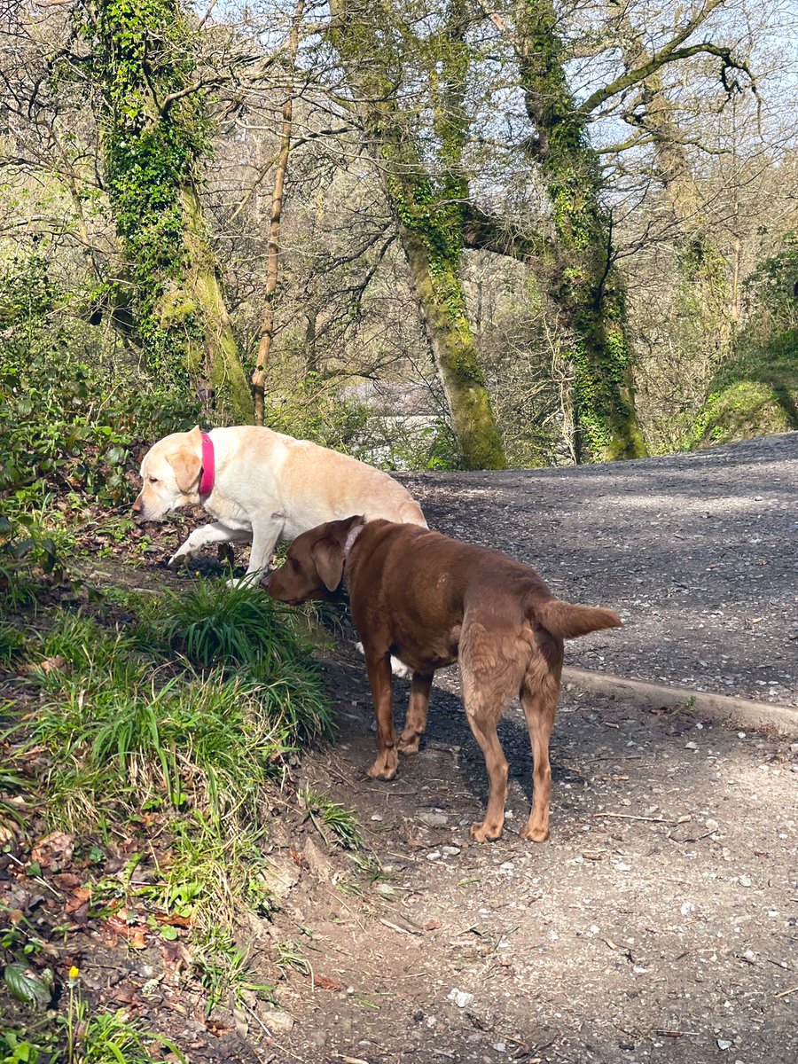 Tracy (without an e) tweet media