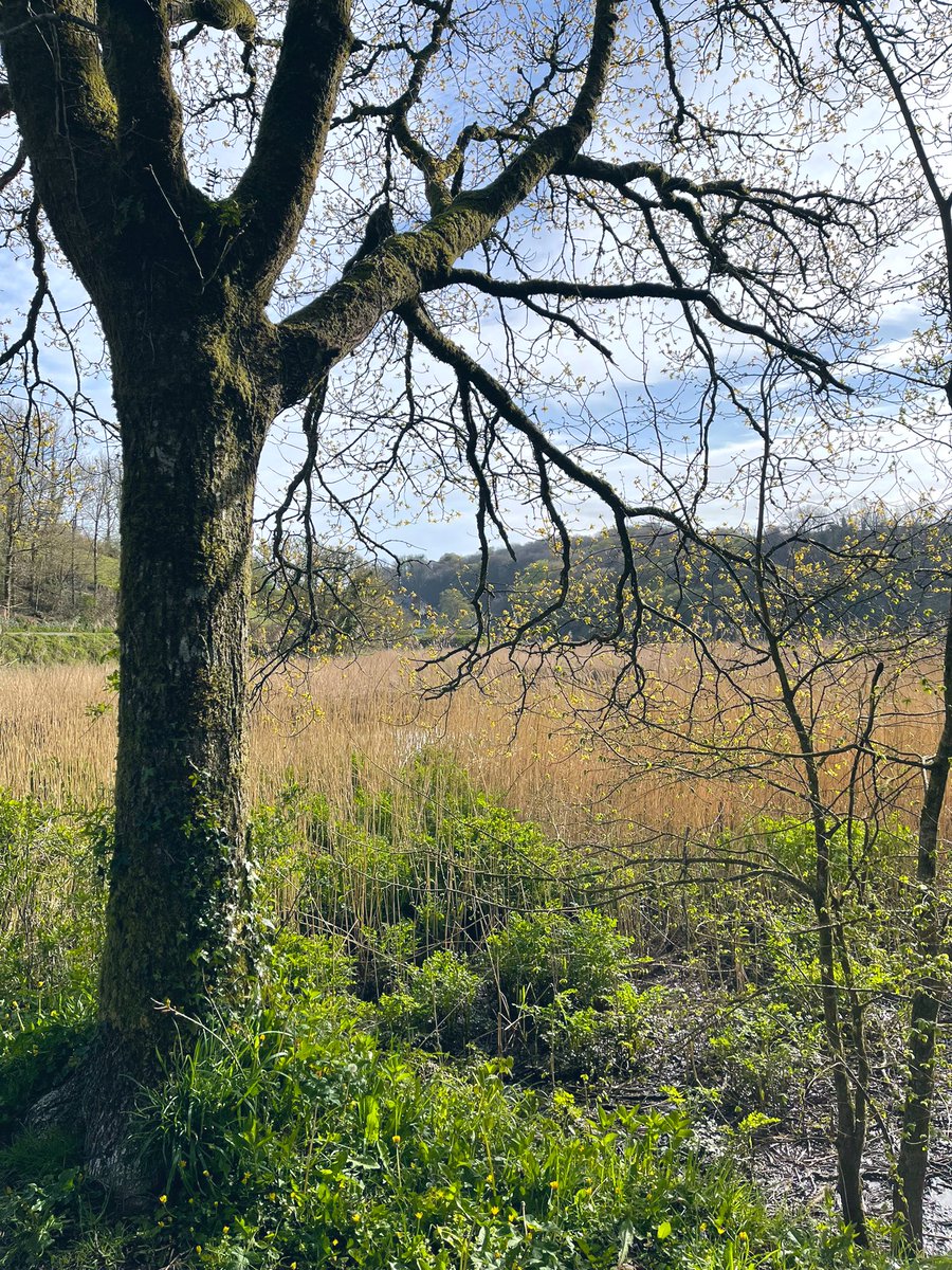 Tracy (without an e) tweet media