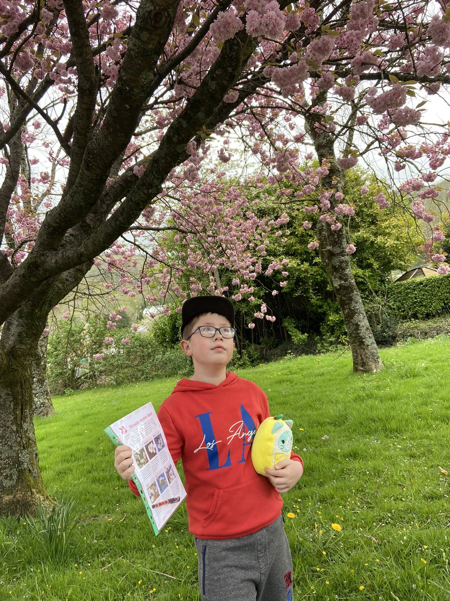 Lots of fun this morning blossom hunting with <a href="/nationaltrust/">National Trust</a> #BlossomWatch