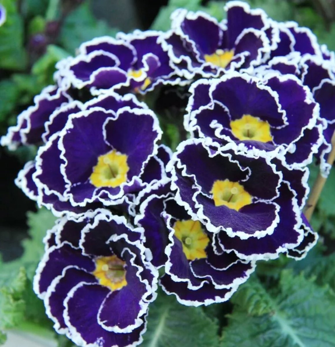 Nice flowers