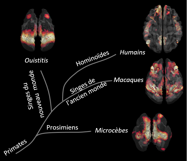 CEA_Jacob_'s tweet photo. [🧠#résultatscientifique] Une étude @CellReports avec le @lmn_far #MIRCen démontre qu'un des réseaux #cérébraux associés à des capacités cognitives élaborées chez les humains n'existe pas à l'identique chez les primates non-humains. Pour en savoir ➕👉https://t.co/TJ9LgERJYG https://t.co/BSoqRDiAjA