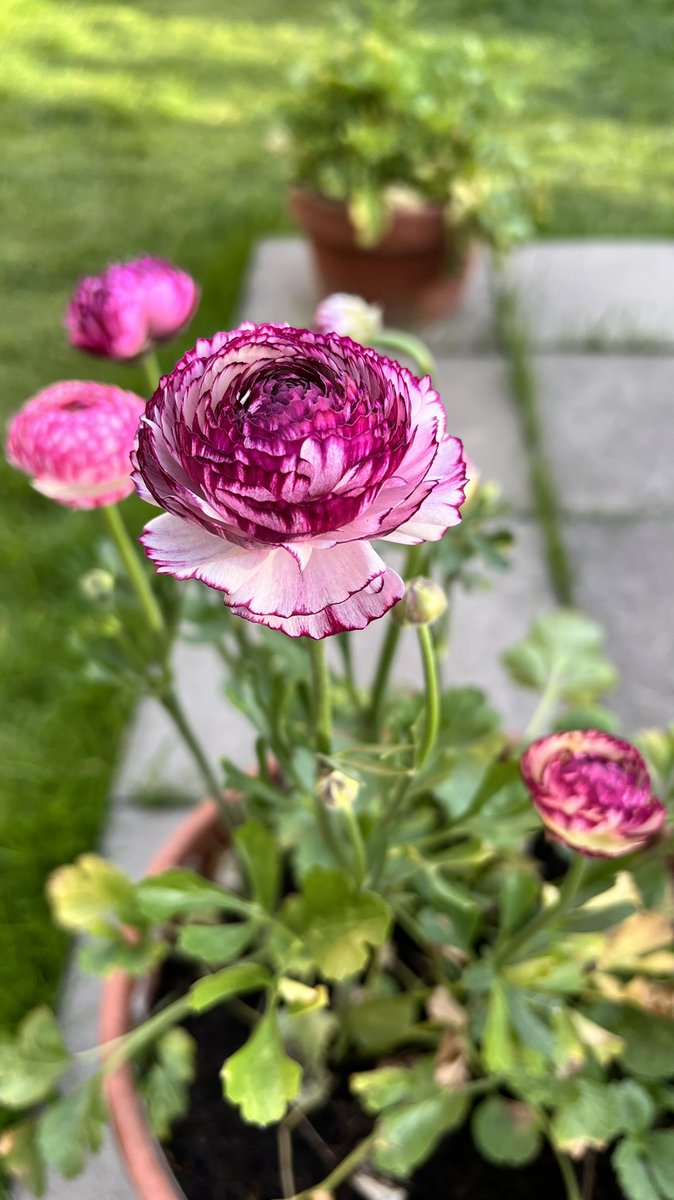 Good morning!😀 Happy Easter Monday!🌿
Ranunculus are starting to flower!🌸🥰
#EasterWeekend #gardening #FlowerHunting #Ranunculus