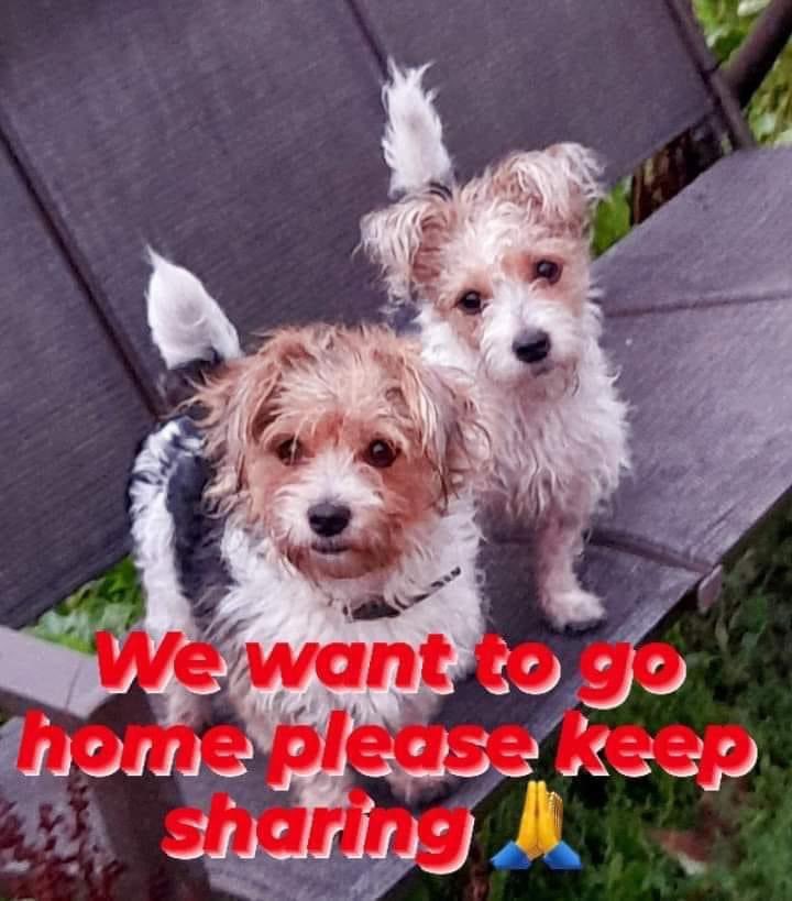 Please keep sharing 🙏

💥 URGENT SHARES NEEDED 💥

Scrappy and Mopsy have been stolen from their home on the (13.04.22), which is the Garswood area of Wigan, WN4.
Female, Yorkshire Terrier X Jack Russells both Tri-coloured, please contact Justice for Reggie 
Please share