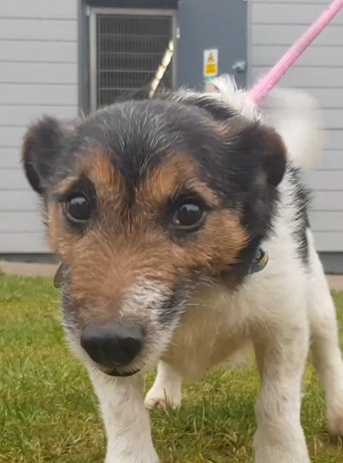 AdoptionsUk's tweet photo. Please retweet to help Archie find a home #MANCHESTER #ENGLAND 

Jack Russell Terrier aged 8, found as a stray and now sadly returned to the shelter. He's looking for an experienced adult home as the only pet. 
Any JRT lovers out there? 
DETAILS👇
https://t.co/eNCsVBIkVt
#dogs https://t.co/UpoIzrkkh5