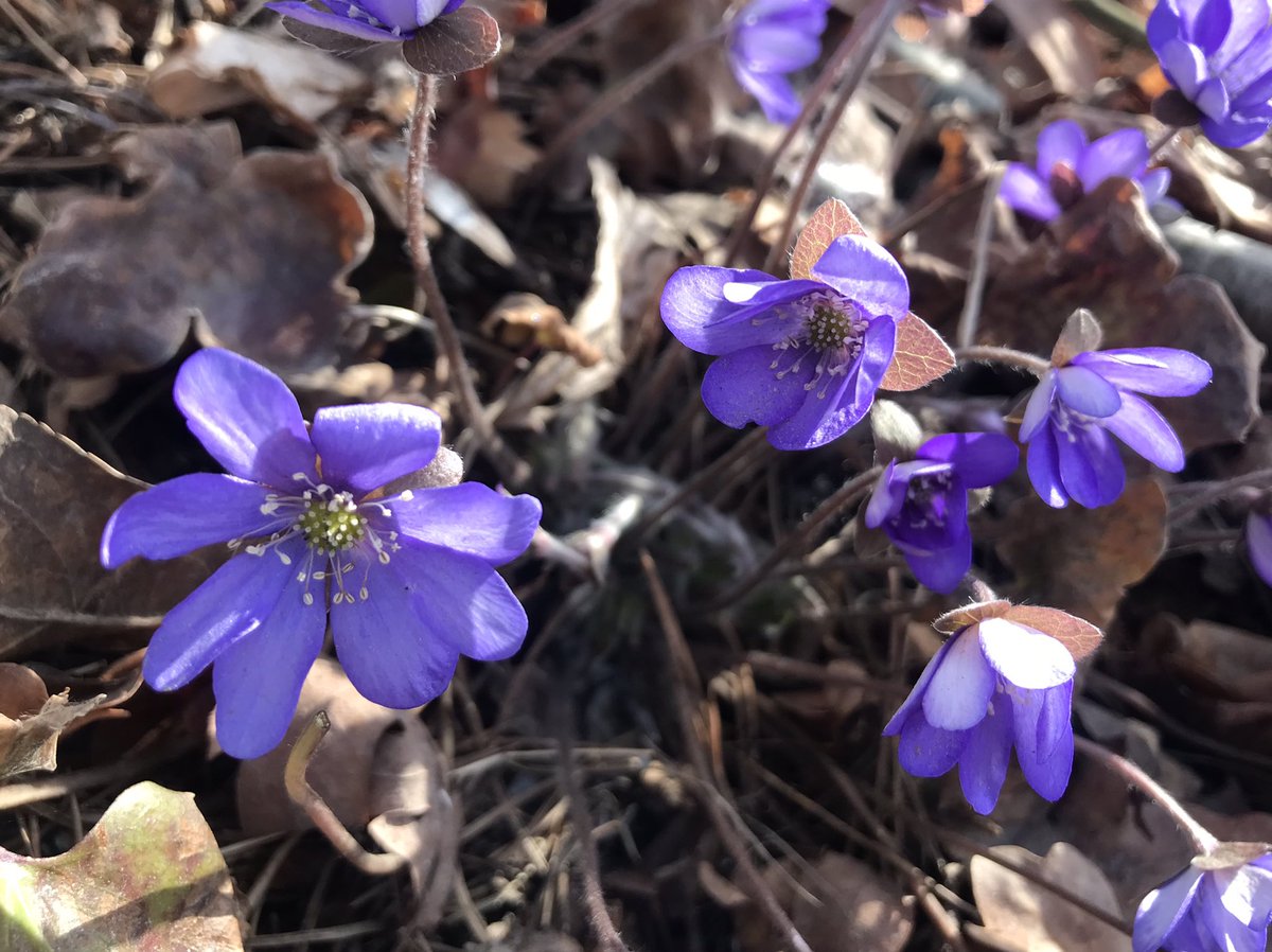 NevalainenJaana's tweet photo. Leslenlehtiä etsin, sinivuokkoja löysin 🤗 Kevät! Das Frühjahr ist wieder da! #Sinivuokko #AnemoneHepatica #HepaticaNobilis #Leberblümchen #CommonHepatica #Kevät #Frühjahr #Frühling #Spring https://t.co/jkgmntNfSv