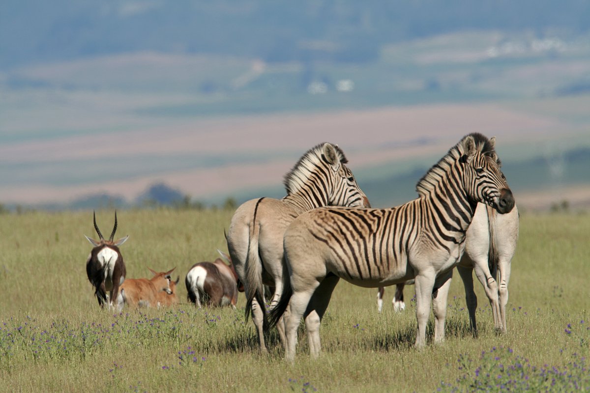 Visit Wellington ZA tweet media