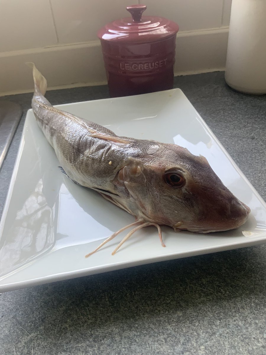 BeeNubian's tweet photo. Happy Monday Bank holiday. Today is Red Gurnard day . #ScaryFish @leesah_zimbo @SMununuri @Empress00213061 @ngoni_ @FireChief_zw @TheLifeZoomer @imutsungi @PrimtheRose @Chptr31 @enyambi @TeamFuloZim @KingJayZim @IamSojiSamuel
#SheltonMununuriReady https://t.co/xWOEftMKxn
