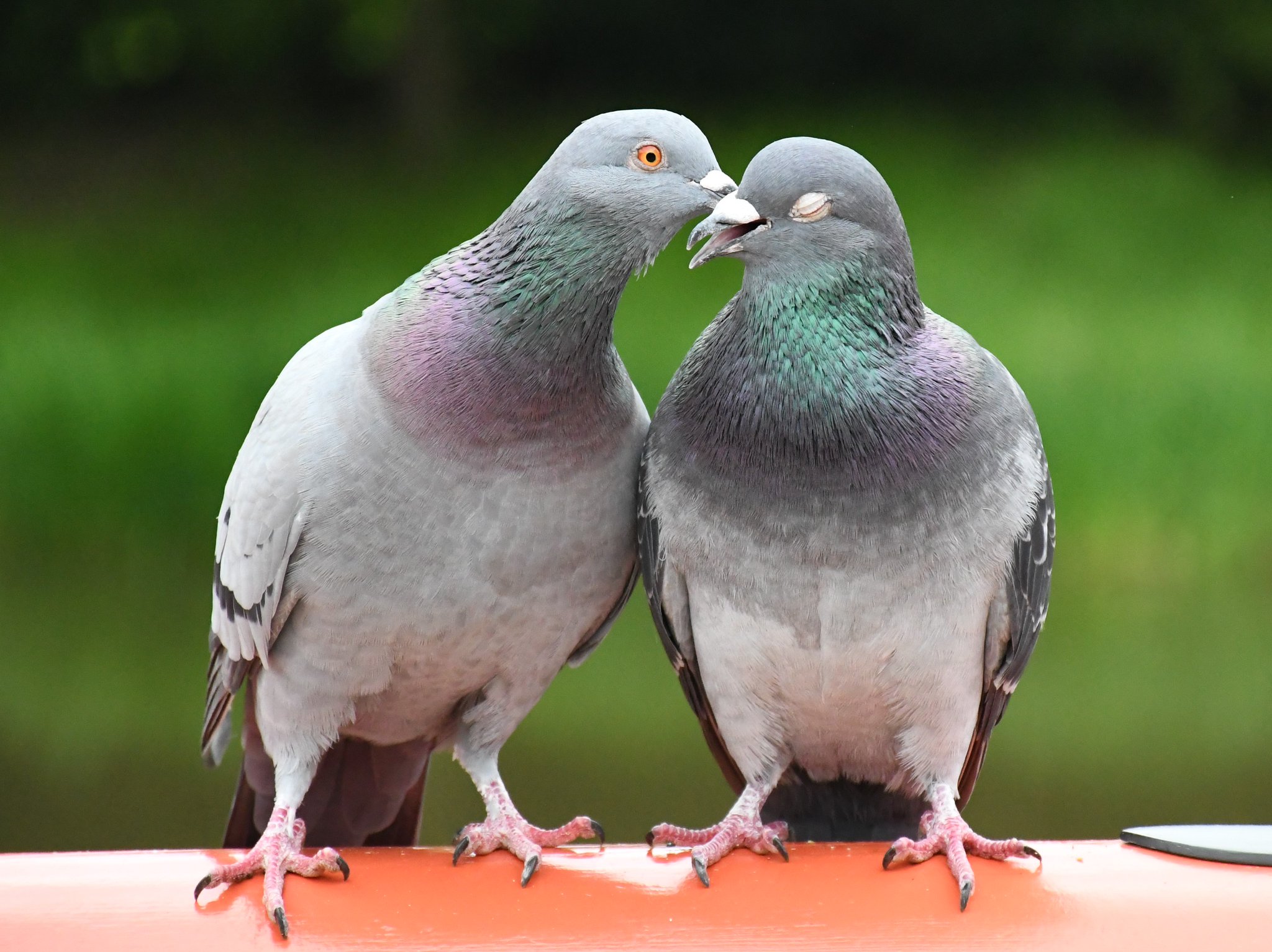 LLADRO 「つがいの鳩」とても綺麗です✨ （鳩ってどんな生き物
