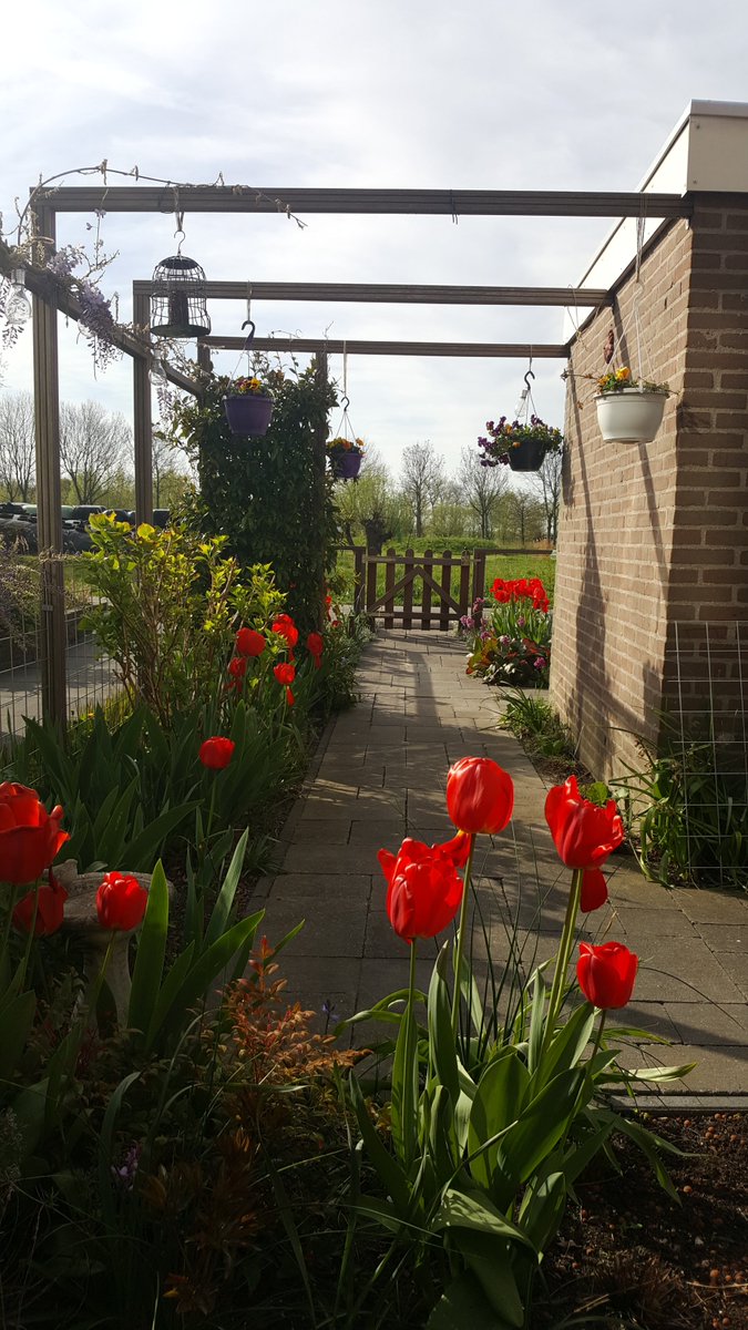 IHofsink's tweet photo. 20 bulbs from Boston have grown into 51 beautiful #ipres2019 tulips 🌷 this year in Delft (and I even bought some more, but they are not blooming yet 😉) https://t.co/WpwA5sBj0v
