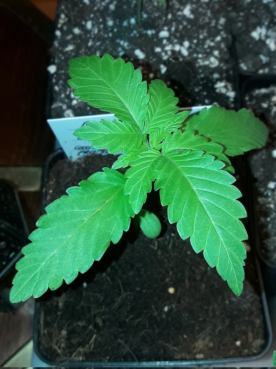 Adryc Manëllson tweet media