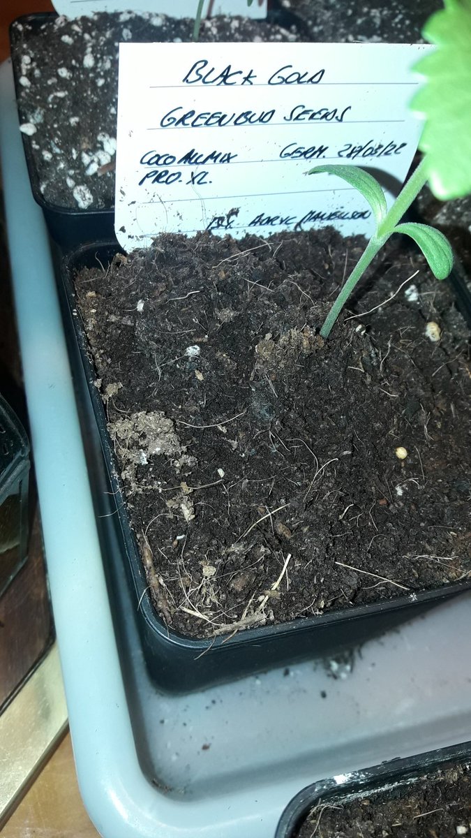 Adryc Manëllson tweet media