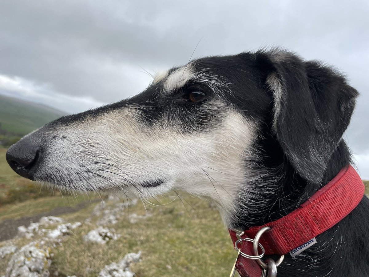 Wilf the amazing Rescue Saluki tweet media
