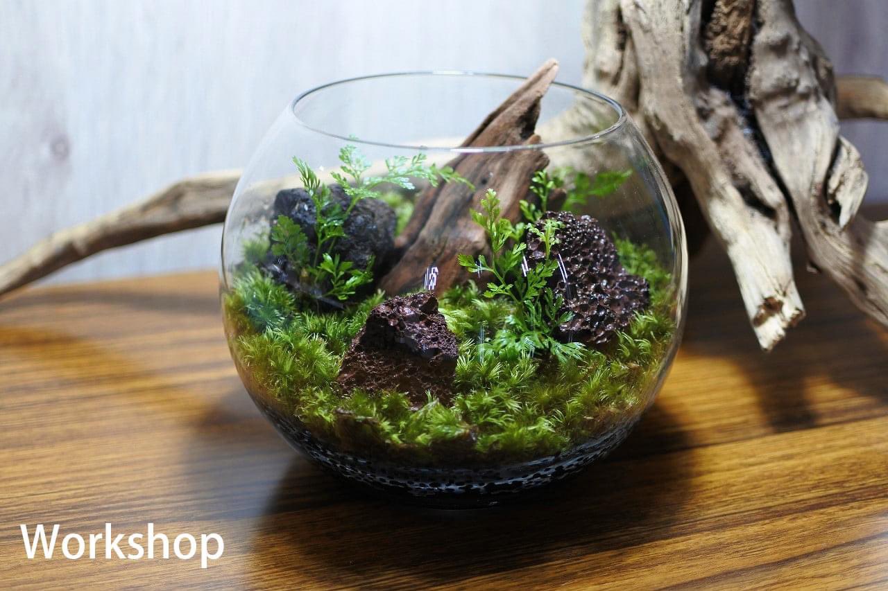 تويتر コケのインテリア コケリウム على تويتر 先日ワークショップを受講されたお客様の作品 溶岩石を全面に押し出したネイチャー系レイアウト 凸型構図の基本スタイルです コケ 苔 コケリウム 苔リウム 苔テラリウム テラリウム パルダリウム 苔盆栽