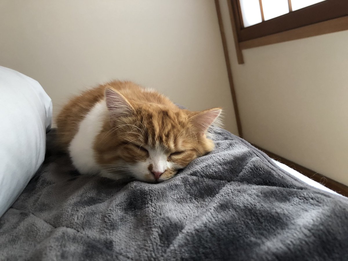 noko_827's tweet photo. 寝てると必ず一緒に寝てくれる😭

#ミヌエット #マンチカン #ペルシャ 
#猫のいる暮らし #猫好きな人と繋がりたい #ねこ https://t.co/rg5s25cCLE