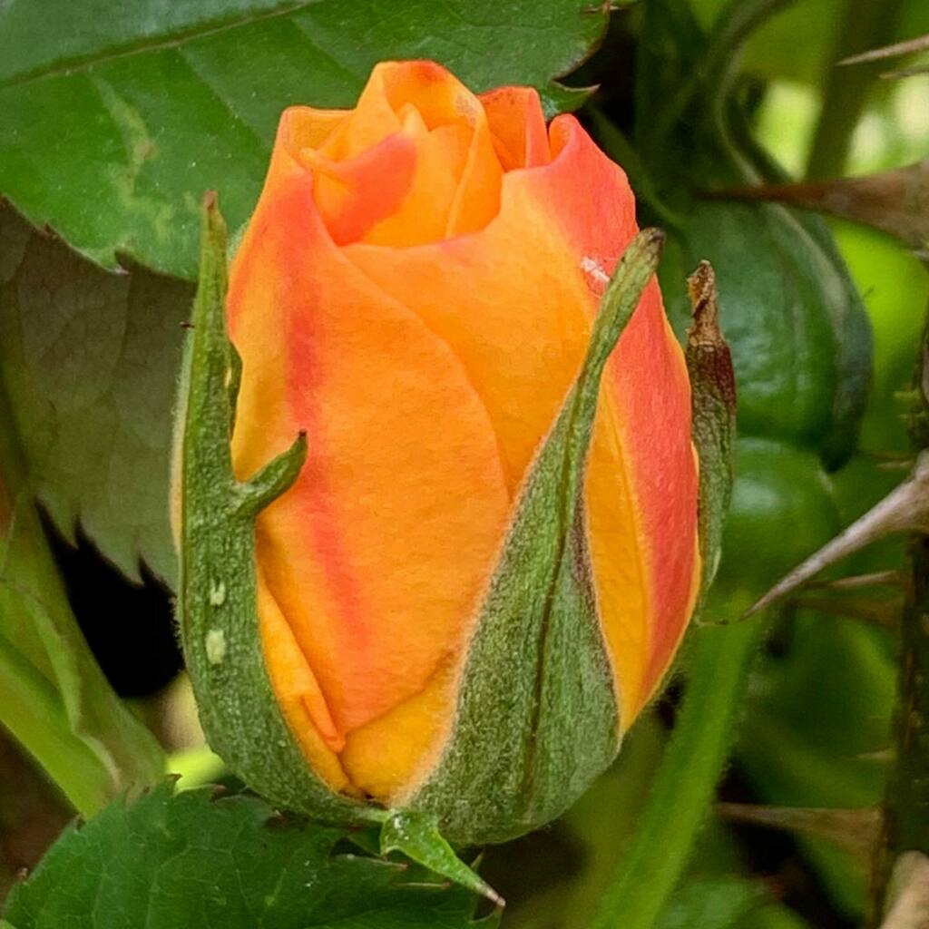 Choclette8's tweet photo. First rose of the year out to welcome us home.
#roseoftheday #instaflowers #lovemygarden #gardenlife #eastermonday #instarose #rose #easterrose #orangerose #orangeflowers #floweroftheday @farmersgirlcook @fabfood4all @lavenderandlovage christinacucina โฆ https://t.co/73nlQLOtFW https://t.co/1OYbxUbKJw