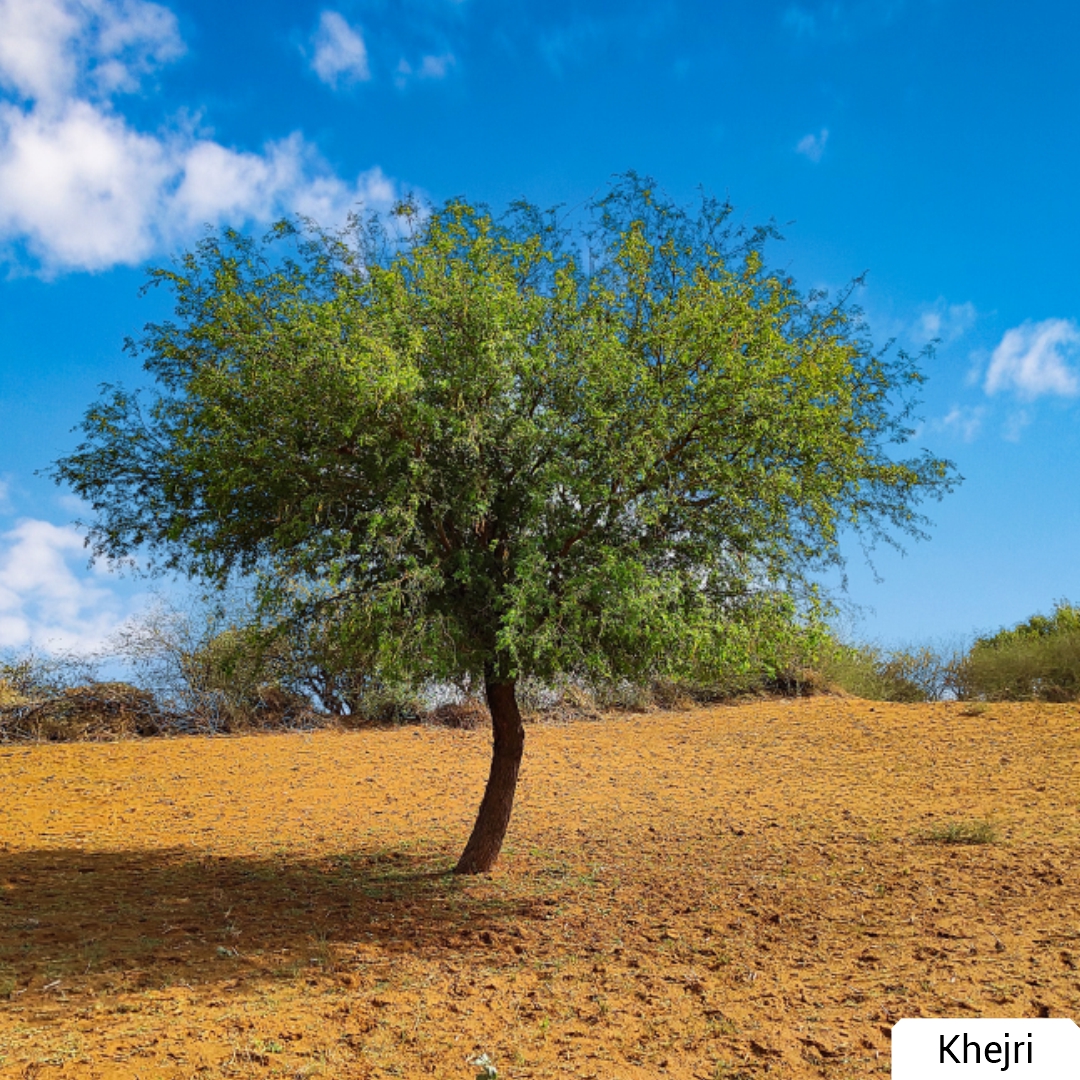 my_rajasthan's tweet image. Khejri, the official state tree of Rajasthan is known for its curative properties and providing the ‘Sangri’ (beans) to the people of Thar Desert! A nature&apos;s wonder indeed! #StateSymbols