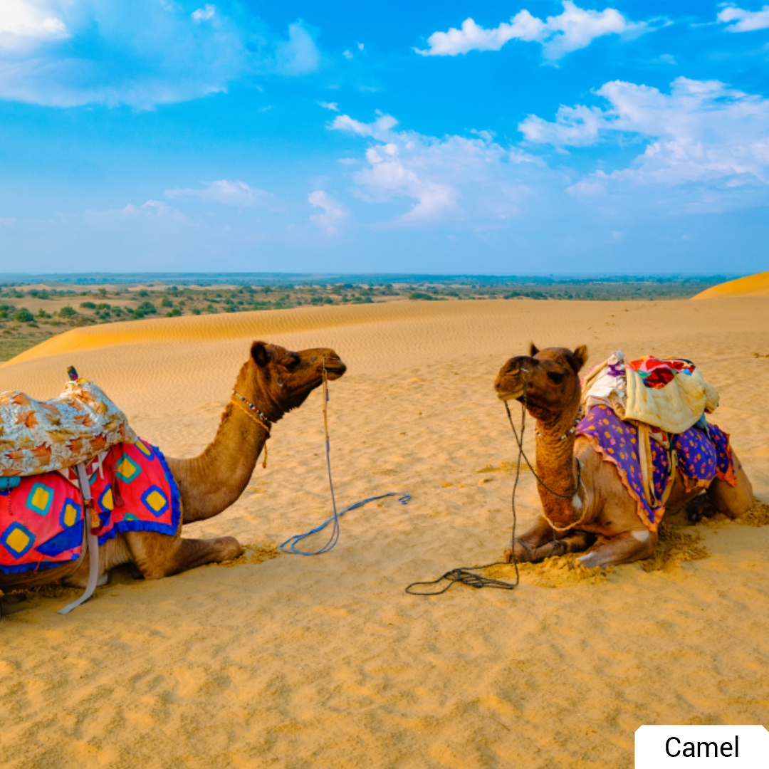 my_rajasthan's tweet image. Camel is widely used for commuting in the desert state. Well, it&apos;s a state animal too! Make your trip to Rajasthan unforgettable with a camel ride experience. Visit to enjoy it! #StateSymbols