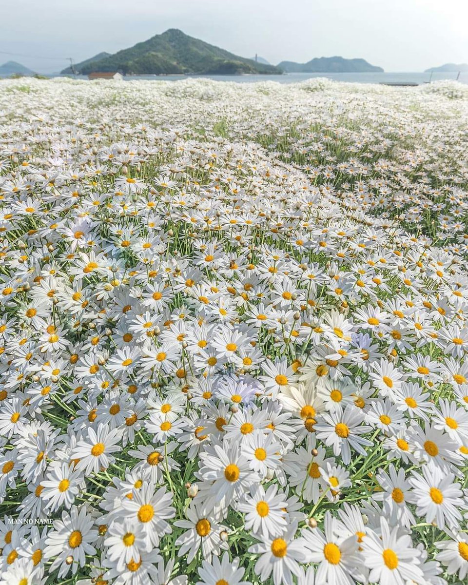 iva21r's tweet photo. daisy fields, good morning☺️🌼 https://t.co/yiXL7F7Sp4