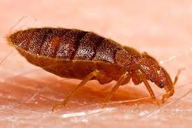 Postad5's tweet image. Why Is Bed Bug Elimination Essential
7dayspestcontrol.blogspot.com/.../why-is-bed…...
#Bedbugs #bedbugpestcontrol #bedbugsremoval #bedbugtreatment #pestcontrolbrisbane
Read more in brief:-
bit.ly/3pY486A