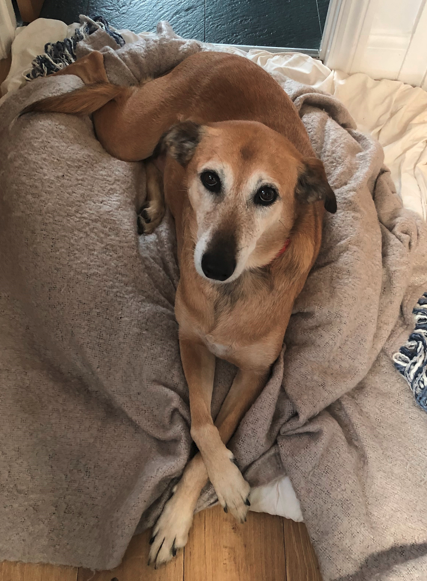 AdoptionsUk's tweet photo. Please retweet to help Ace find a home #LONDON #UK 

Sweet Lurcher aged 8, he would like to be the only pet in a rural home. He can live with children aged 14+ 
Please contact the shelter for more info
DETAILS or APPLY👇
https://t.co/VFctLaL72j
#dogs #dogsoftwitter #pets #Easter https://t.co/qaI4hYwo82