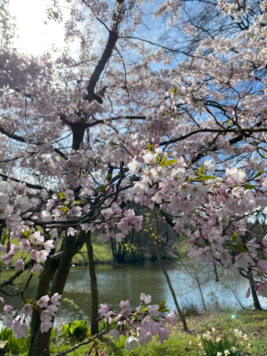 Bryngwyn Gardens are featured tonight on 'Garddio a Mwy' on S4C.
Tune in at 8pm!

A wonderful opportunity to see the stunning gardens before they open again for the Summer Fayre on Saturday 4th &amp; Sunday 5th June!

#bryngwyn #s4c #summerfayre