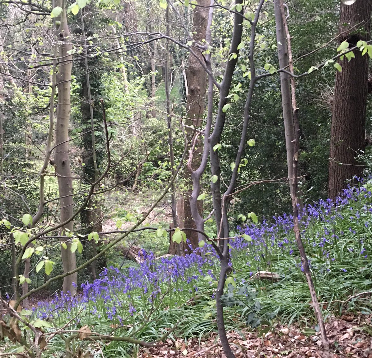 brigid_benson's tweet photo. In the blue wood https://t.co/iwWHA6gYRW