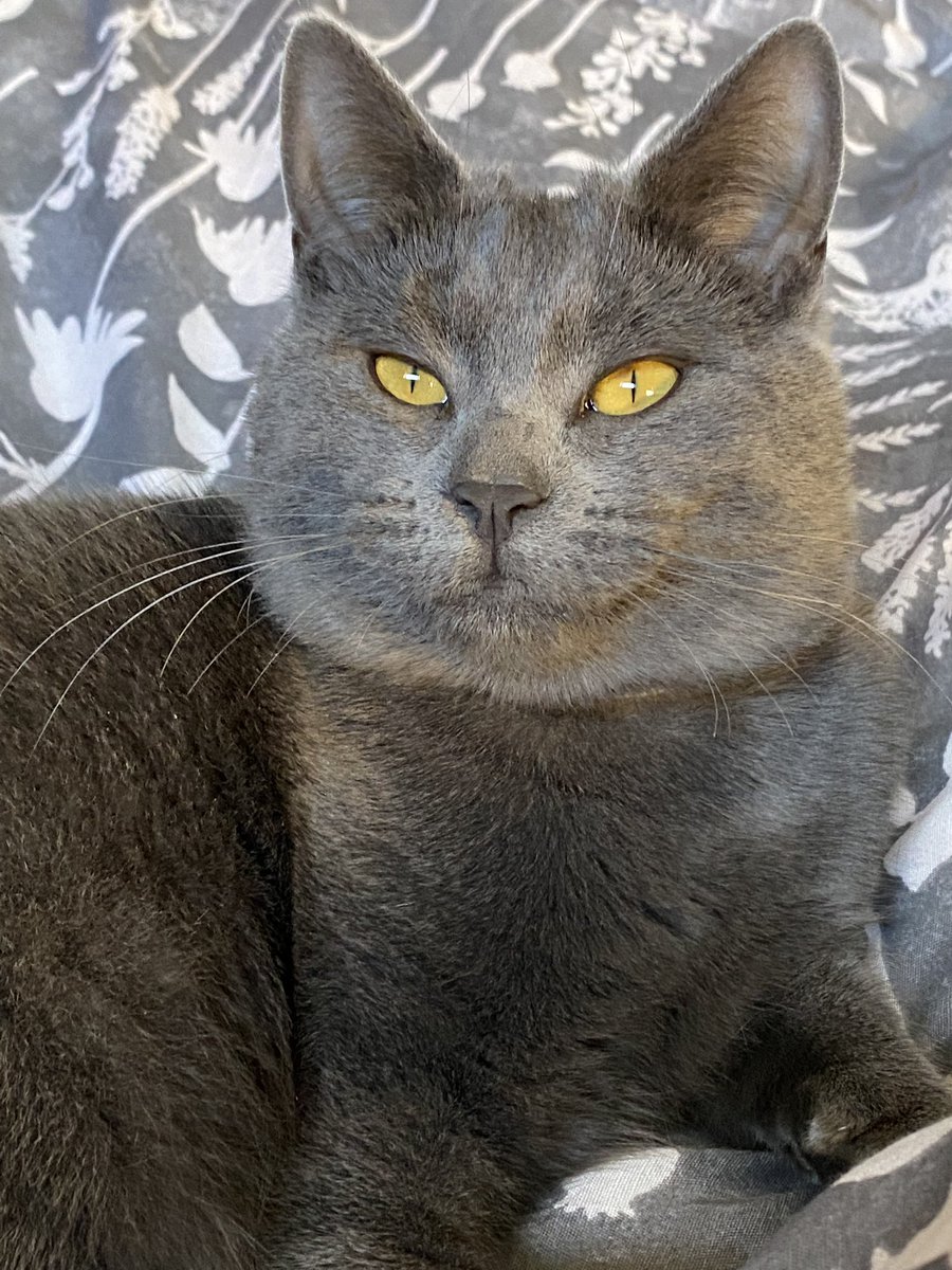 J355B's tweet photo. @PetsatHome Stormie 💜 https://t.co/BlOGm2CAYM