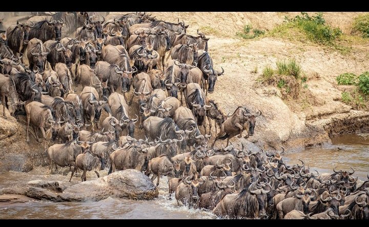 Almost two million animals move across the Serengeti and Mara plains in search of food and water. Facing multiple dangers such as land predators and crocodiles the wildebeest complete an 800 km round trip during the migration
#beautifultanzania #visitserengeti