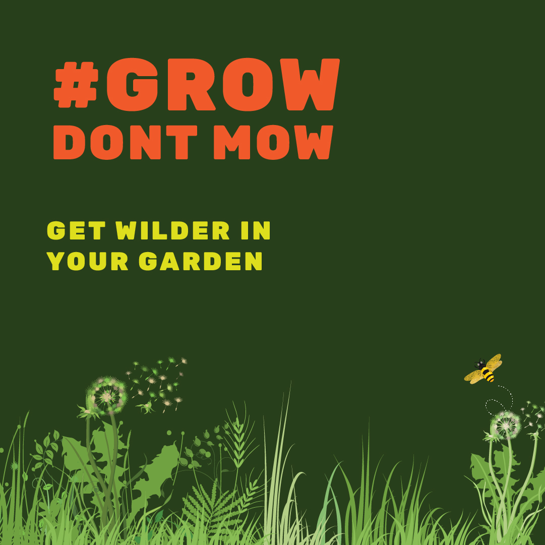 DerbysWildlife's tweet photo. Give your lawnmower a rest and take part in #growdontmow!  Create a wildlife haven on your doorstep 🐝🌸 - learn more and take part now: https://t.co/zb7KMK5axc

#letitbee https://t.co/XwNNO9OFxx