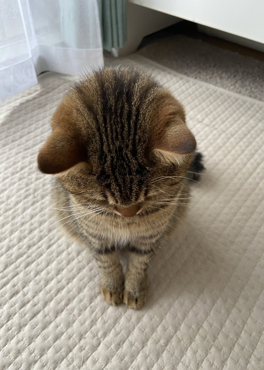 猫なりのごめんなさい に悶絶 あの人気猫のしょんぼりした後頭部に にゃんでも許す 2ページ目 Eltha エルザ