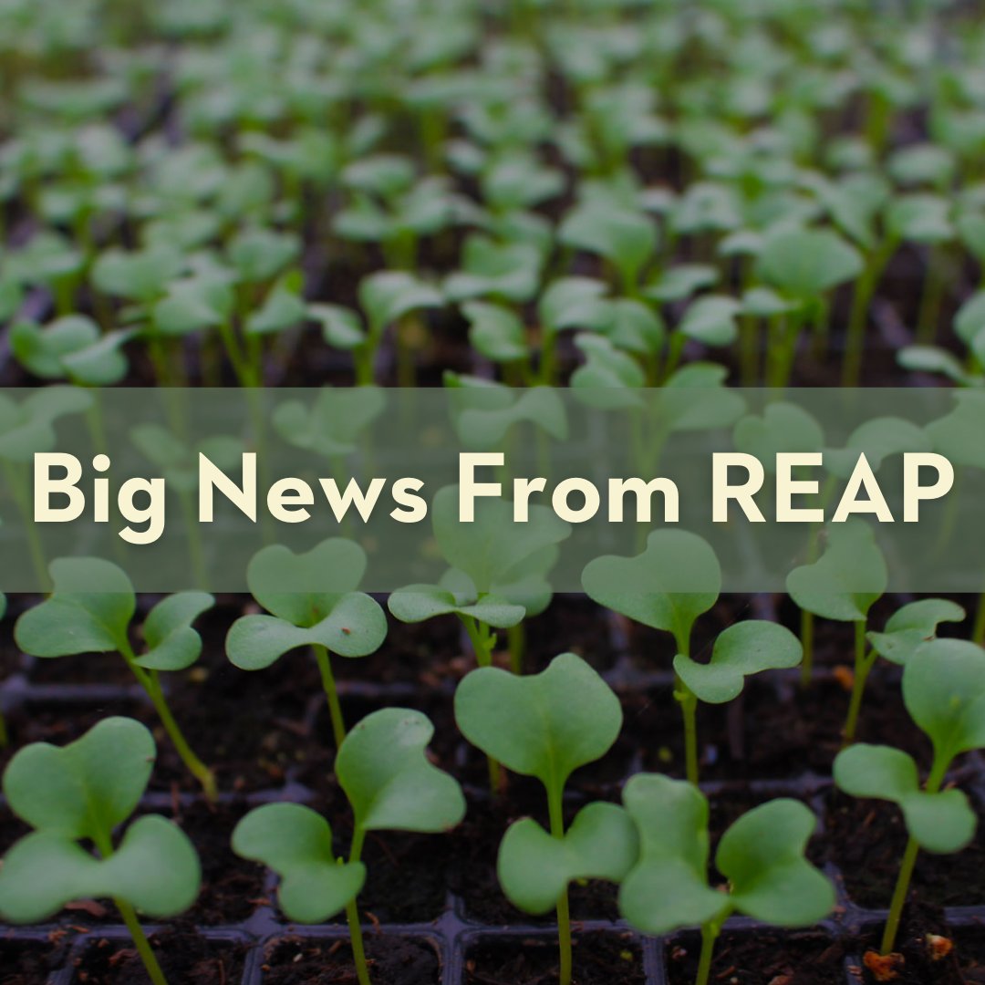 REAPMadison's tweet photo. NEWS ALERT: We are thrilled to welcome Phil Kauth as our new Executive Director! Phil comes to us from Seed Savers Exchange, where he most recently stewarded a living collection of 25,000 open-pollinated seed and plant varieties. Meet Phil at https://t.co/oMvHkIgmwM https://t.co/TnAeddr3Ql