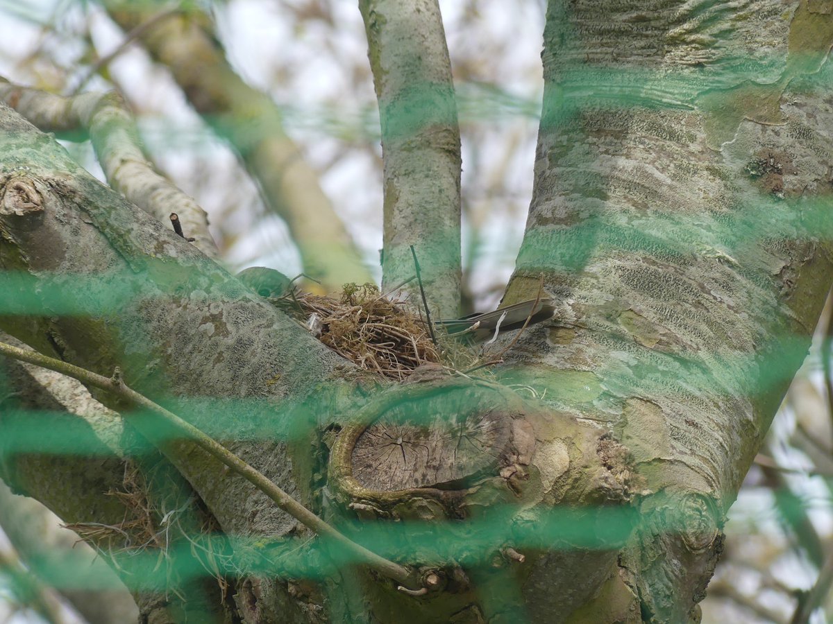 WarnerJago's tweet photo. Found this beautiful mistle thrush nest 🪺 this morning 🤩@GDenneyPhoto @CarlBovisNature @NaturetasticWH @katemacrae  @hertskingfisher https://t.co/WsCUiIS1Qw