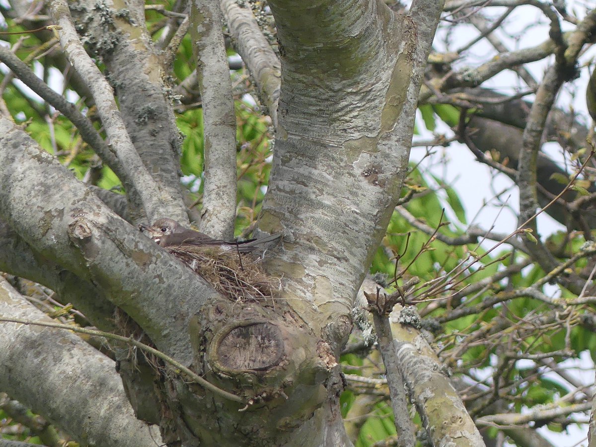 WarnerJago's tweet photo. Found this beautiful mistle thrush nest 🪺 this morning 🤩@GDenneyPhoto @CarlBovisNature @NaturetasticWH @katemacrae  @hertskingfisher https://t.co/WsCUiIS1Qw