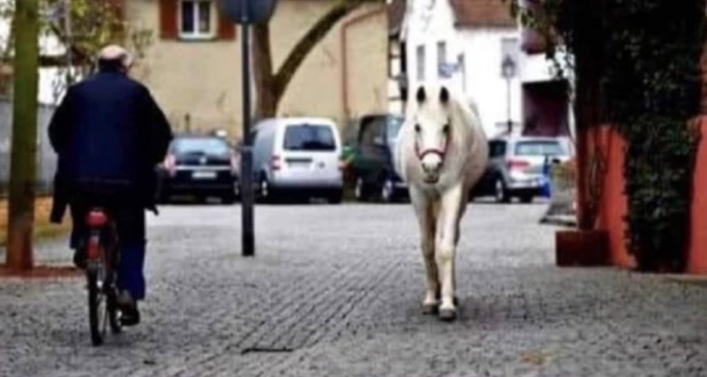 【話題】ドイツには14年間毎日1頭だけで散歩する白馬がいる。その理由は…