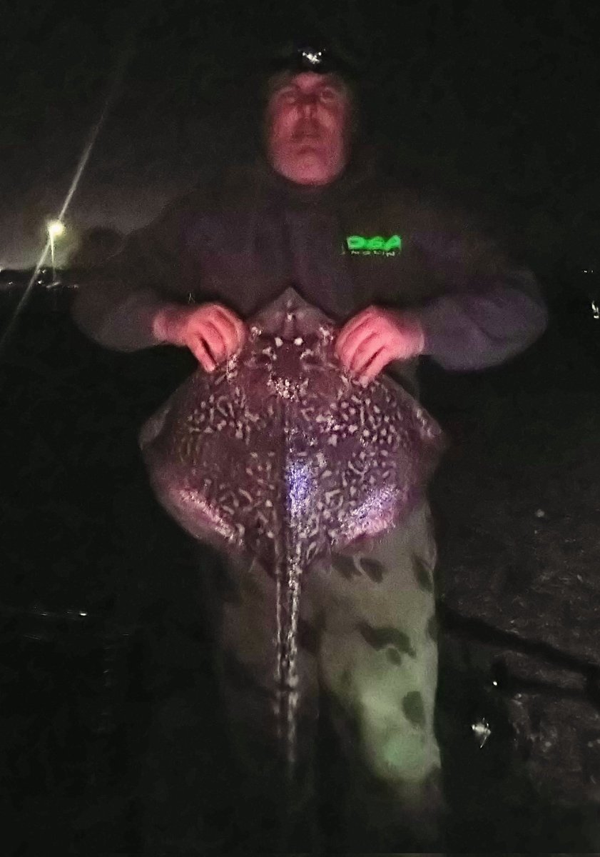 barryflack1's tweet photo. good few early hours fishing north Kent coast.had 5 skate 7 whiting and 1 small smoothound .lost 2 skate 10 yards from the beach one was a real Biggie hugging the bottom all the way in then went mental close in and came off definitely a double biggest skate went just over 9lb https://t.co/SrJRmJQ6TU