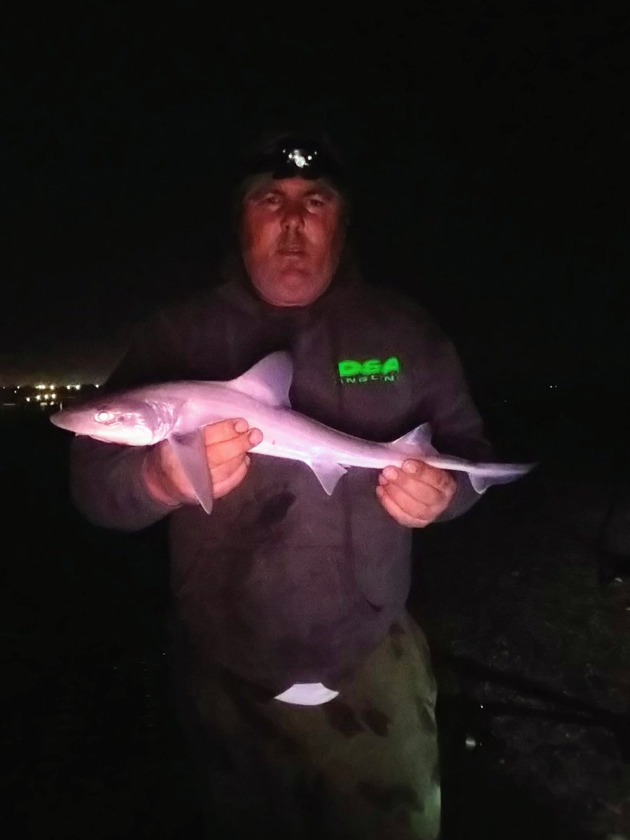 barryflack1's tweet photo. good few early hours fishing north Kent coast.had 5 skate 7 whiting and 1 small smoothound .lost 2 skate 10 yards from the beach one was a real Biggie hugging the bottom all the way in then went mental close in and came off definitely a double biggest skate went just over 9lb https://t.co/SrJRmJQ6TU