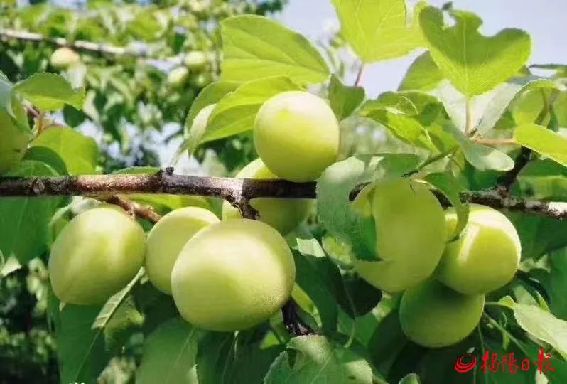 iGuangdong's tweet photo. The greengages in #Jieyang's #Puning, known for their juicy exterior, sweet and sour taste and abundant nutrients, are ready for picking. Greengage trees have been planted in Puning for 700 years, leading to its reputation as the hometown of greengages. #VisitGD https://t.co/4l7hPQzQnG
