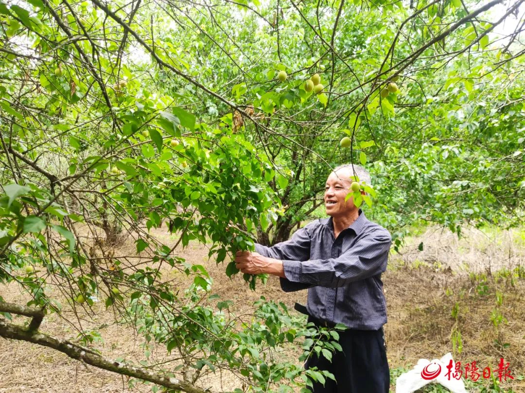 iGuangdong's tweet photo. The greengages in #Jieyang's #Puning, known for their juicy exterior, sweet and sour taste and abundant nutrients, are ready for picking. Greengage trees have been planted in Puning for 700 years, leading to its reputation as the hometown of greengages. #VisitGD https://t.co/4l7hPQzQnG