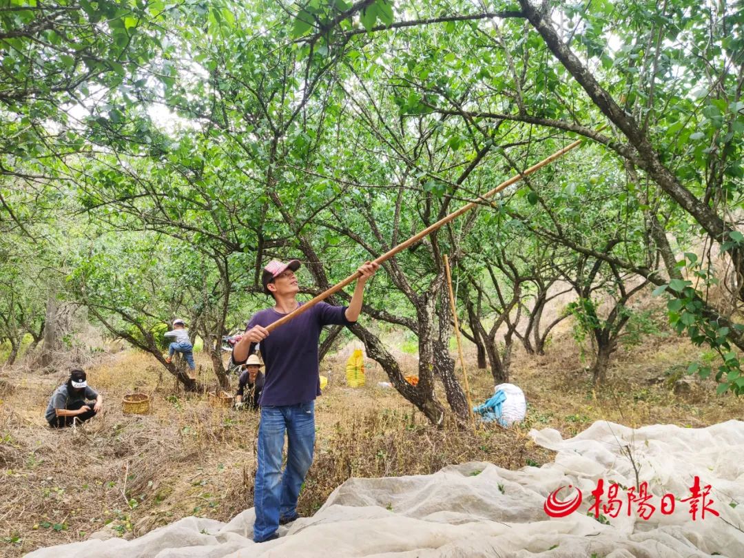 iGuangdong's tweet photo. The greengages in #Jieyang's #Puning, known for their juicy exterior, sweet and sour taste and abundant nutrients, are ready for picking. Greengage trees have been planted in Puning for 700 years, leading to its reputation as the hometown of greengages. #VisitGD https://t.co/4l7hPQzQnG