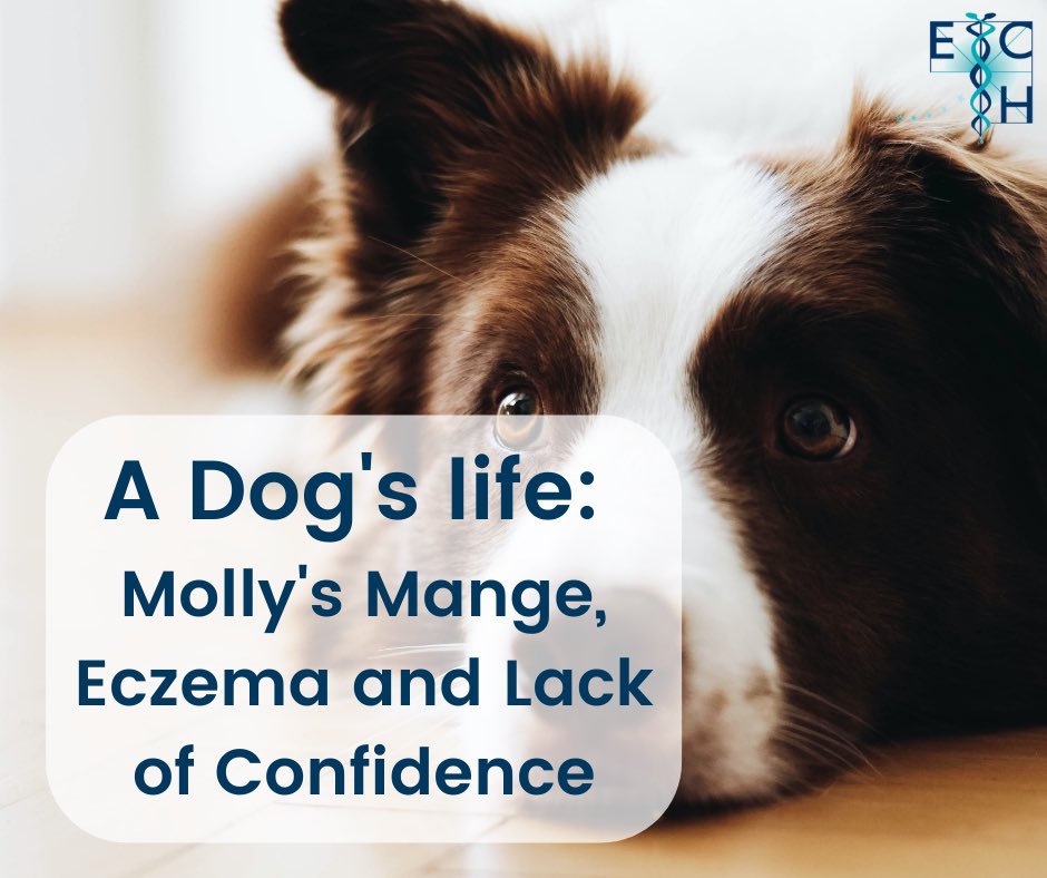 ECHhomeopathy's tweet photo. Dogs are often called Man’s Best Friend and just like us they suffer from health problems and emotional distress. 🐶
Find molly the dog’s story here which includes the homeopathy remedies used👇
https://t.co/eVqCrCMDCM
#homeopathy #homeopathyfordogs #petshealth #naturalhealth https://t.co/ALPtB7jQJe