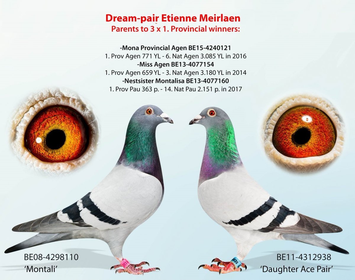 BEST_PIGEONS's tweet photo. https://t.co/pyN2Hxxaeu Dream Pair #NFT #NFTCommunity #NFTmarketplace #BTC #Bitcoin #NFTs https://t.co/CmLX905U8d