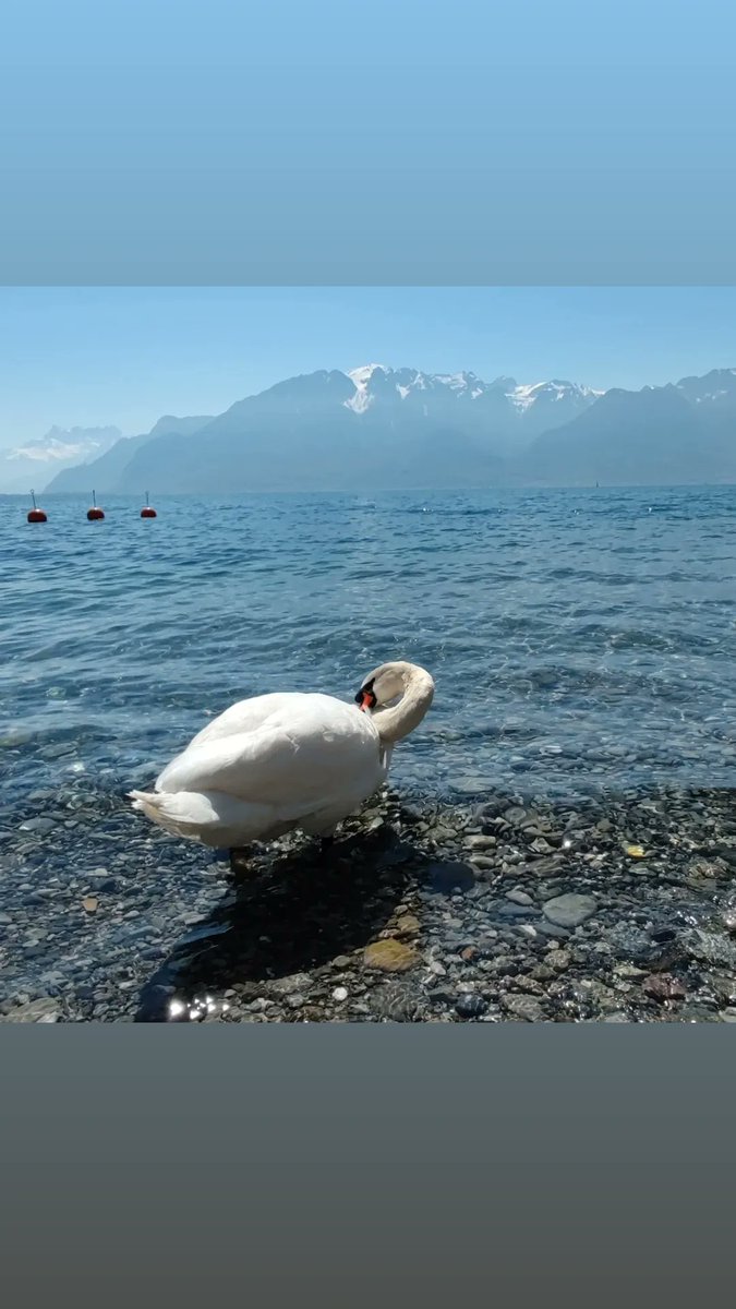 BcnAventuras's tweet photo. Suiza 🇨🇭 Ginebra. Gran Lago Lemán, entre los Alpes TyO ❤️
.
.
#Ginebra #Laussane #CastillodeChillón #LacLemán #Vevey  #momentosinolvidables #Suiza #Vevey #Carouge https://t.co/S38NlQDH7Z