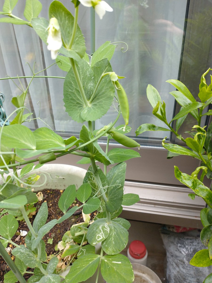 京葉興業株式会社 おはようございます まだ大きくなってないのに花が咲いてるなんて思ってたら 実もついてた スナップエンドウ ってそういうもの う ん あんまり大きくならなそうだし 数も期待できなそうです Hgでした 家庭菜園 スナックエンドウ