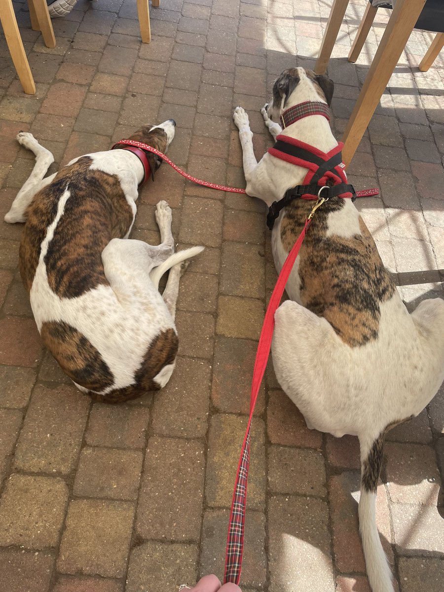 Morning everyone! Yesterday we went on a walk with Norfolk Greyhound Rescue and I met a houndy who looked a lot like me! 🥰 I sniffed so many butts and scent marked literally everything in sight. Then we went to a dog friendly cafe and I was given a gravy bone by the waitress 🥳